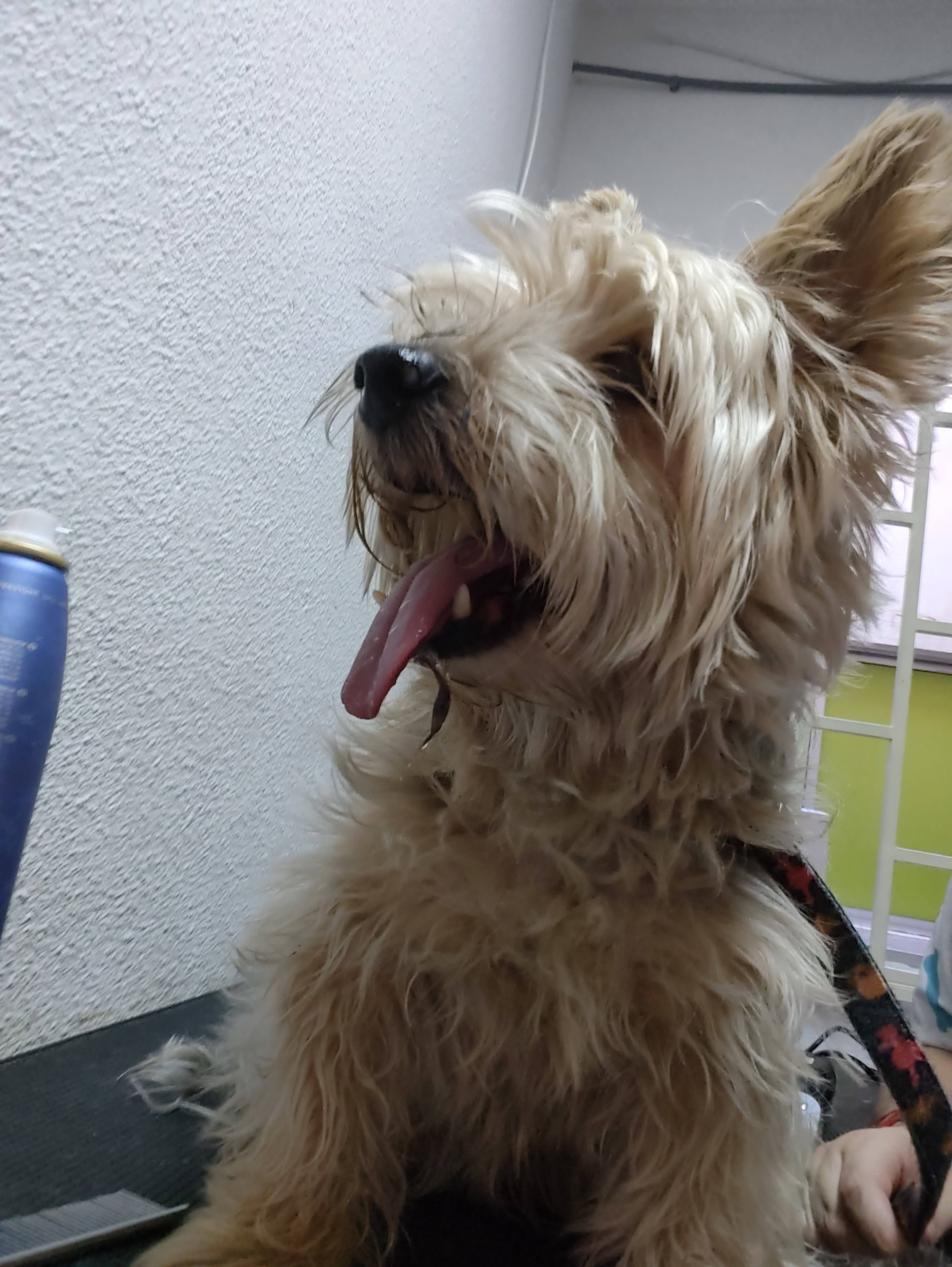 Peluquería canina Yolapatitas